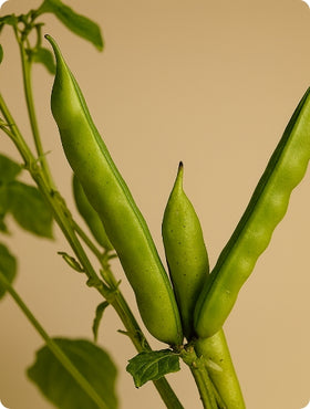 Partially hydrolyzed guar gum prebiotic fiber supporting beneficial gut bacteria, bowel regularity and digestive health.