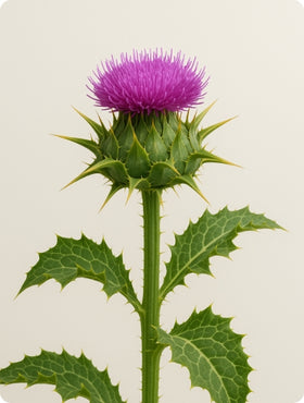 Organic fermented sprouted milk thistle powder supporting digestive balance, liver health and antioxidant defense.