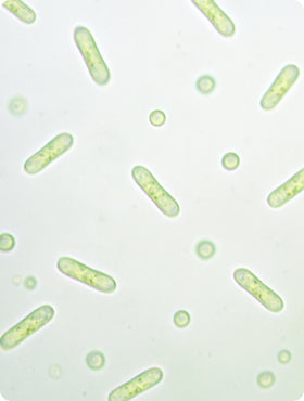 Clinically studied WecLac® BC99 probiotic supporting microbiome balance, healthy gut flora and digestion.